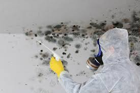 Why You Should Choose Our Mold Remediation Services in Ridge, NY